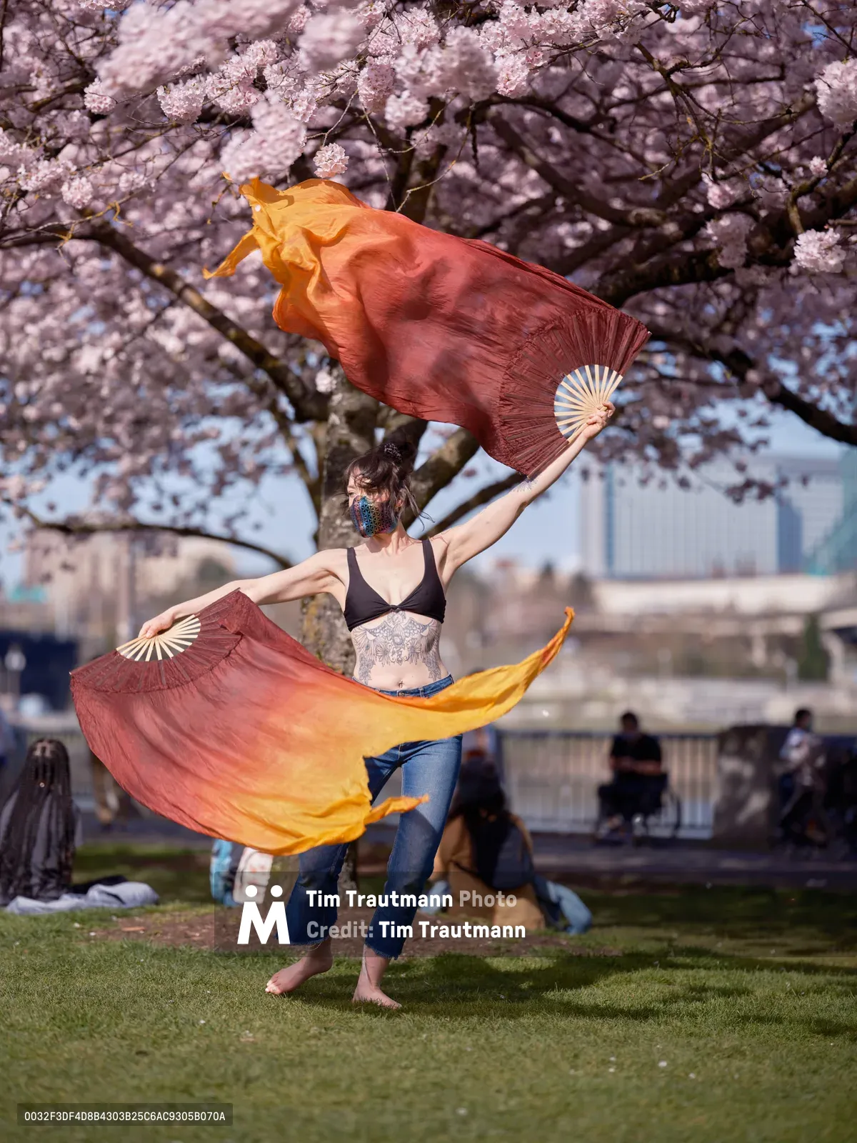 A barefoot performer spins gracefully on the green lawn of Tom McCall Waterfront Park, her gradient silk fans creating fiery arcs of orange and burgundy against the pale pink canopy of blooming cherry trees. The dancer, wearing jeans and a black top with visible tattoos, commands the space beneath the delicate sakura blossoms while park visitors relax on benches in the soft-focused background. The scene captures the ephemeral magic of Portland's cherry blossom season, where urban parkland becomes a stage for spontaneous artistic expression.