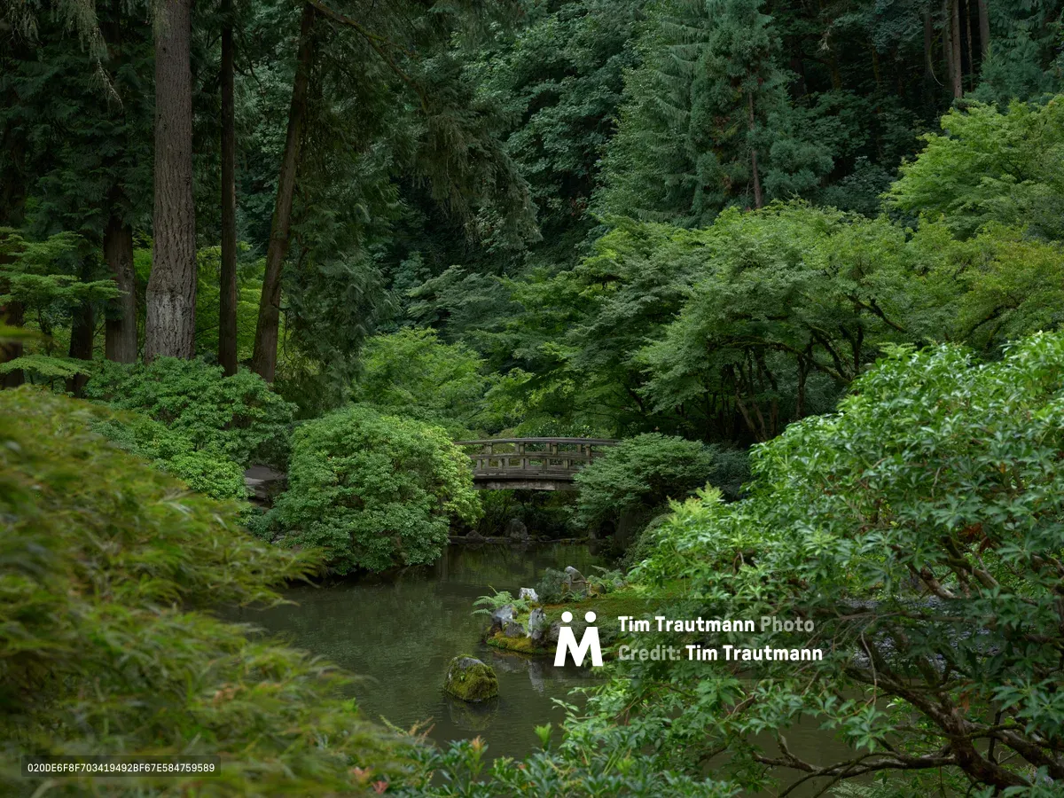A wooden footbridge spans a serene pond in Portland's Japanese Garden, framed by towering Douglas firs and cascading layers of vibrant green foliage. Moss-covered stones emerge from the still water while Japanese maples create intimate canopies beneath the cathedral of Pacific Northwest conifers. The muted, overcast light filters through the dense forest canopy, casting the scene in contemplative emerald tones that epitomize the garden's meditative atmosphere.