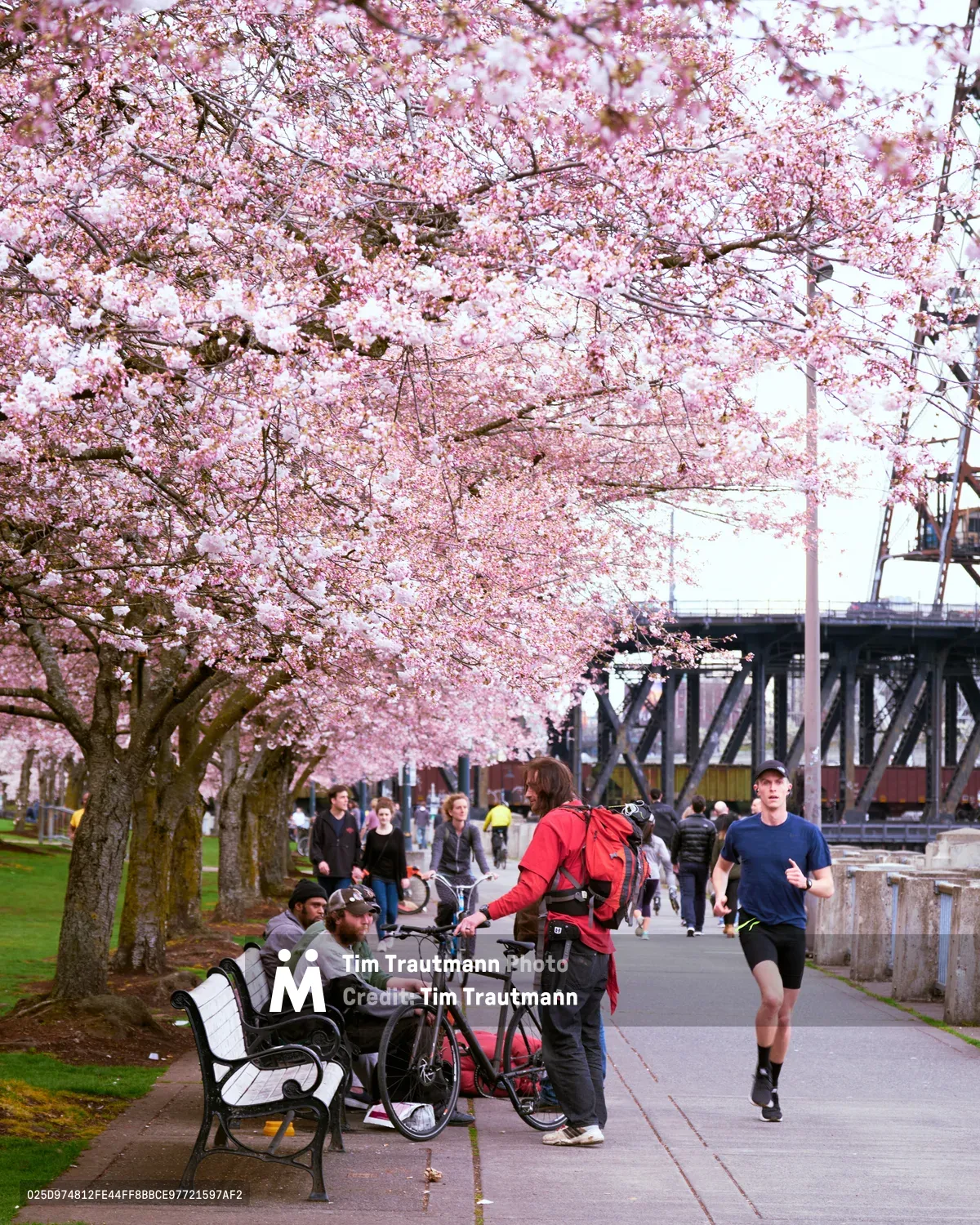 A cascade of pale pink cherry blossoms creates a floral canopy over the bustling Willamette Greenway Trail at Tom McCall Waterfront Park. Beneath the ephemeral blooms, Portland residents embrace the season's promise—a jogger in navy strides past cyclists pausing on park benches, while the industrial lattice of the Hawthorne Bridge spans the background like urban architecture yielding to nature's brief but spectacular display. The scene captures that fleeting Pacific Northwest moment when winter's grip loosens and the city collectively exhales into spring.