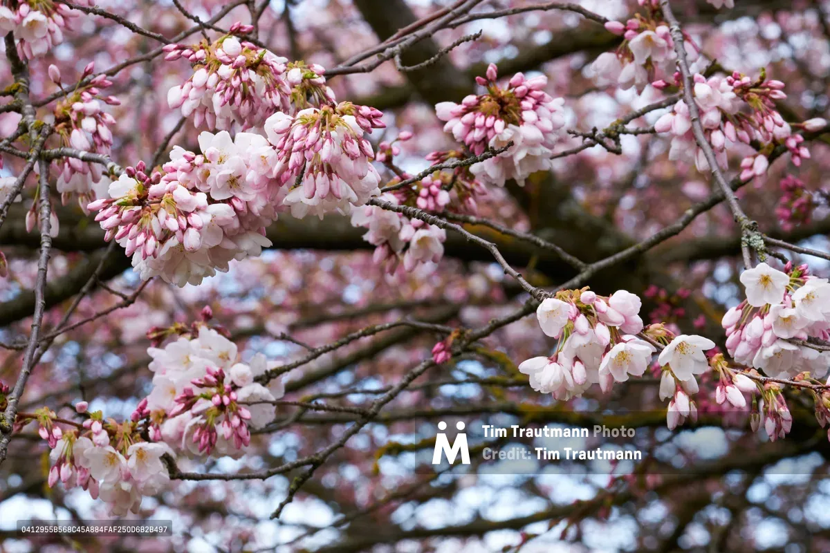 Delicate pink and white cherry blossoms cascade from weathered branches at Tom McCall Waterfront Park in Portland's Old Town district. The soft pastel petals create an ethereal canopy against the muted sky, while drooping clusters of flowers hang gracefully from the dark bark. Spring light filters through the blossoms, illuminating their translucent quality and creating a dreamy bokeh effect in the background branches.