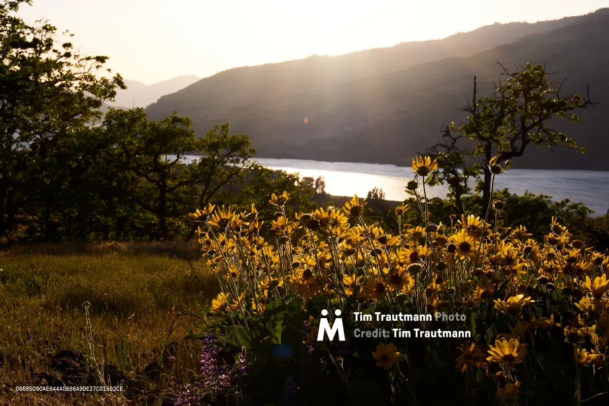 A cluster of golden wildflowers basks in the warm evening light at Memaloose Plateau, overlooking the Columbia River Gorge. The sun's rays pierce through the mountain silhouettes, casting a honeyed glow across the blooms while the river gleams like molten metal in the distance. Purple wildflowers peek through the foreground meadow, creating a delicate color harmony against the dramatic landscape backdrop.