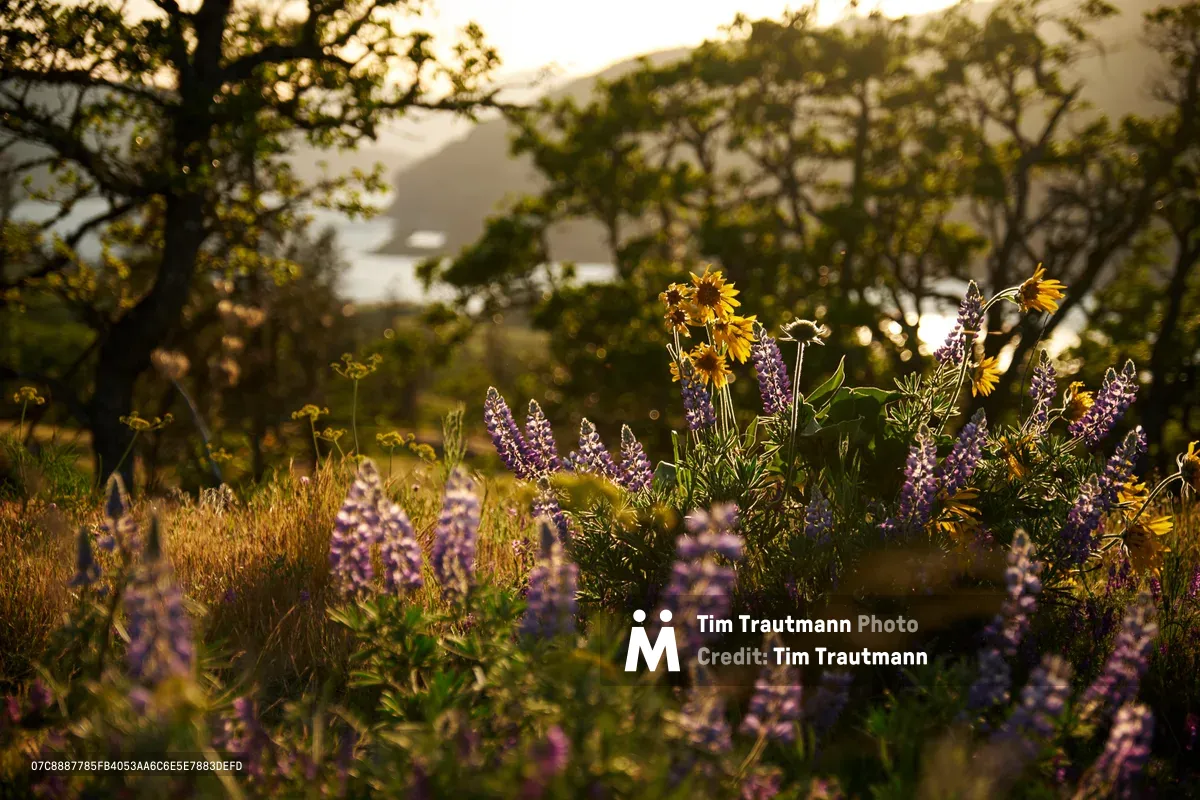 Purple lupine spikes and golden wildflowers catch the warm evening light across the Memaloose Plateau in Oregon's Columbia River Gorge. The intimate foreground blooms create a natural frame against the softly blurred hillsides and distant peaks, while dappled sunlight filters through oak trees. This peaceful meadow scene captures the ephemeral beauty of spring wildflower season in the Pacific Northwest's iconic river canyon.