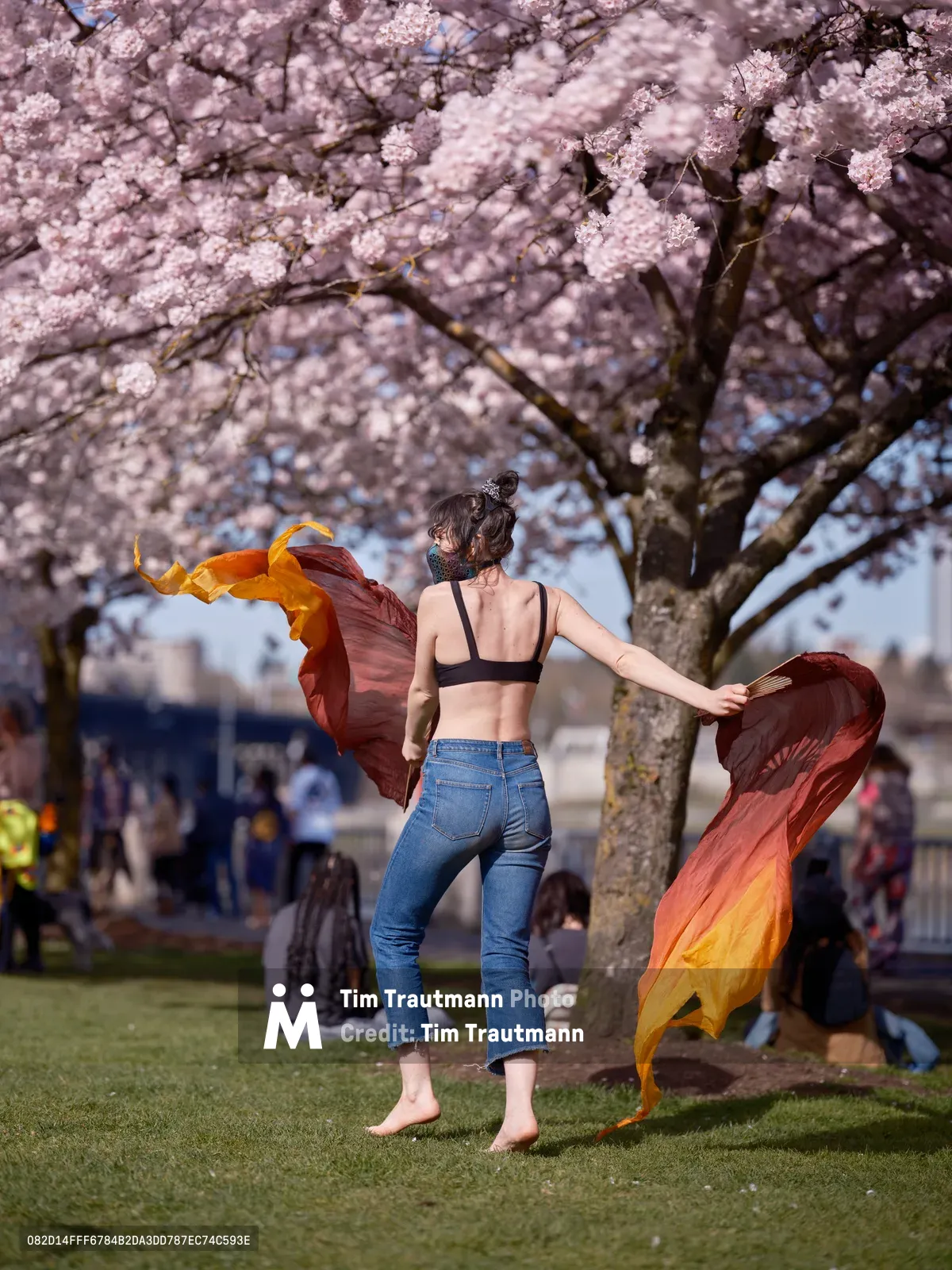 A woman in casual attire moves gracefully beneath a canopy of pink cherry blossoms at Tom McCall Waterfront Park in Portland's Old Town district. Her flowing amber and burgundy fabric catches the golden hour light as she dances barefoot on the grass, creating a moment of spontaneous artistry amid the seasonal bloom. The soft focus background reveals other park visitors enjoying the ephemeral beauty of cherry blossom season along the Willamette River waterfront.