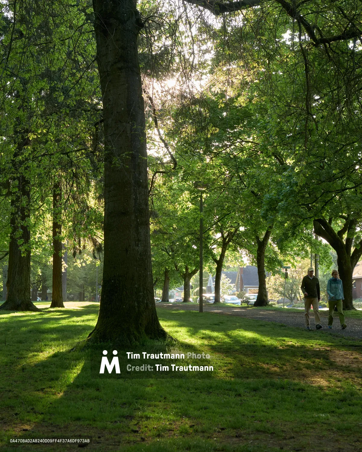 Golden morning light filters through the dense canopy of mature trees at Wilshire Park in Portland's Beaumont-Wilshire neighborhood. Two figures stroll leisurely along a dirt path that winds between towering tree trunks, their silhouettes small against the cathedral-like grove. Dappled sunlight creates dramatic patterns across the emerald grass, while residential rooftops peek through the leafy backdrop, capturing the serene intersection of urban nature and neighborhood life.