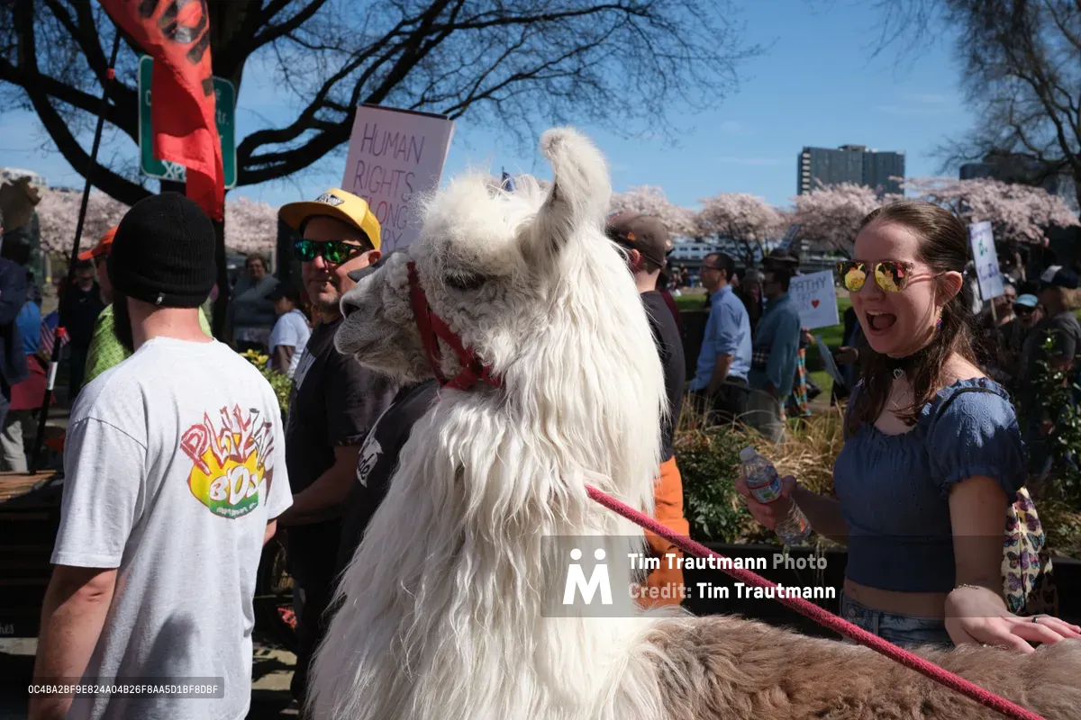 A fluffy white llama named Caesar stands amid protesters in Portland's Old Town district during a March 2026 demonstration against monarchy. The scene unfolds beneath blooming cherry trees with their pale pink blossoms creating a striking contrast against the clear blue sky. Demonstrators carrying 'Human Rights' signs gather around the serene animal, while a young woman in denim overalls grins beside the llama's regal profile.