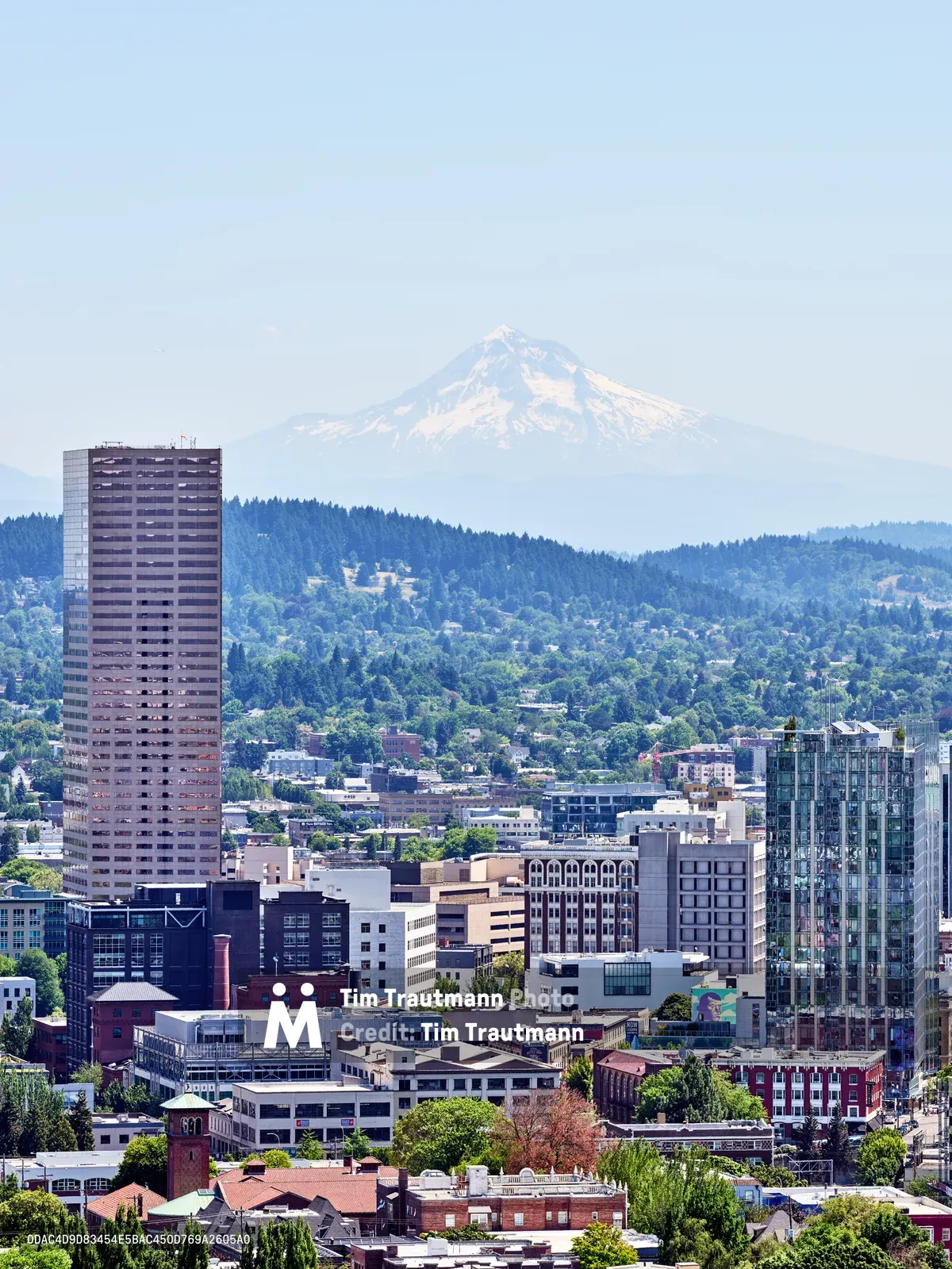 The urban tapestry of downtown Portland unfolds in layered complexity, with glass towers and brick facades creating a dense metropolitan core against the verdant West Hills. Mount Hood's snow-capped volcanic peak rises ethereally through Pacific Northwest haze, its distant majesty providing dramatic counterpoint to the intimate human scale of Oregon's largest city. The prominent high-rise anchors the left frame while modern condominiums and historic buildings create varied architectural textures throughout the bustling Pearl District and downtown corridor.