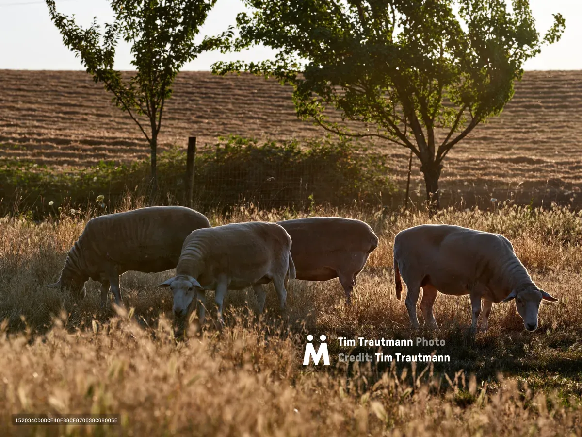 Four sheep graze peacefully in golden autumn grassland at Abbey Road Farm in Carlton, Oregon's Willamette Valley. The warm evening light filters through leafy trees, casting gentle shadows across the pastoral scene while weathered wooden fence posts frame the rolling agricultural landscape. The sheep move methodically through the dried grasses, their wool coats glowing softly in the ambient light.