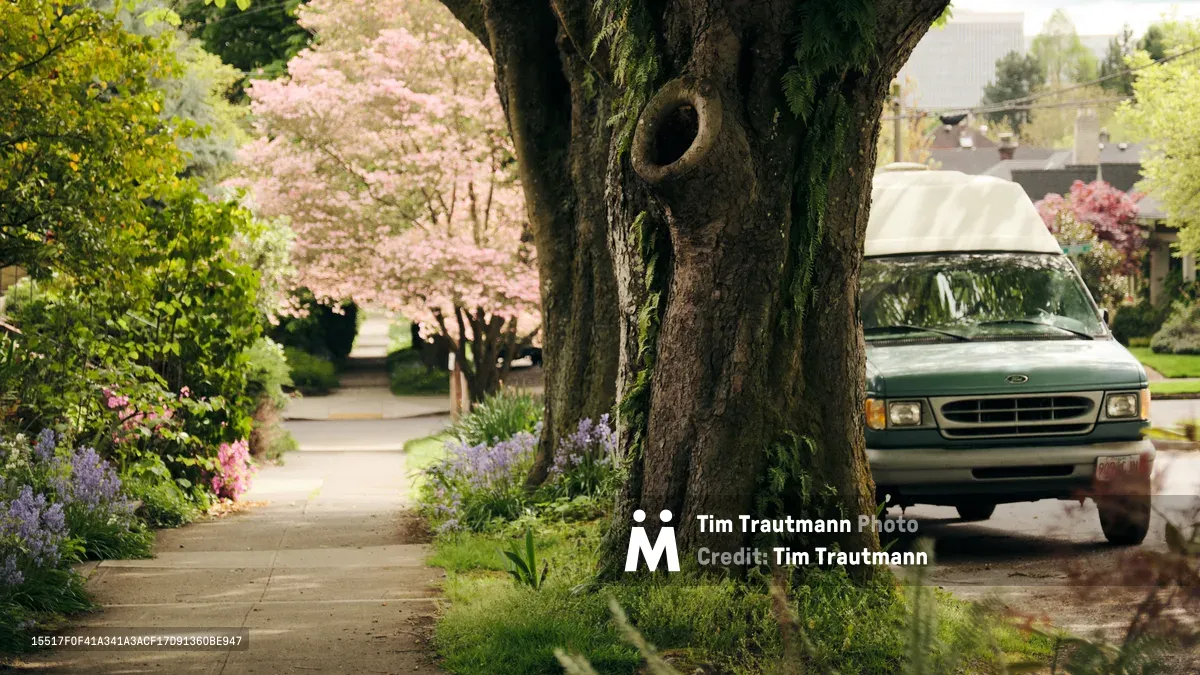 A weathered Ford van from the 1990s rests beneath the sprawling canopy of a moss-draped street tree in Portland's historic Irvington neighborhood. Cherry blossoms cascade in soft pink clouds behind the vehicle, while purple lupines and spring perennials border the cracked sidewalk. The scene captures the unhurried essence of Pacific Northwest living, where vintage utility meets botanical abundance in dappled afternoon light.