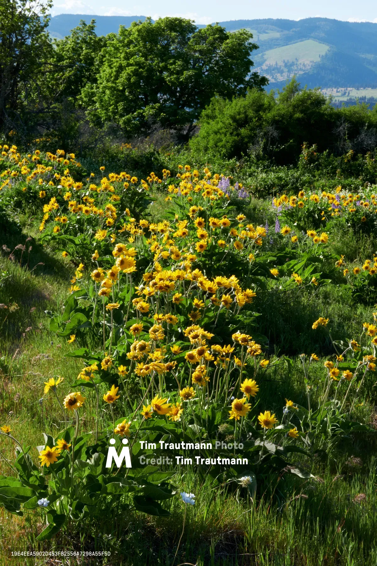 A profusion of golden wildflowers blankets the rolling terrain of Memaloose Plateau in Oregon's Columbia River Gorge, their bright petals creating natural drifts against emerald grasses. Mature oak and deciduous trees frame the middle distance while the layered ridgelines of the Cascade Range rise through soft atmospheric haze. Delicate purple blooms punctuate the predominantly yellow tapestry, suggesting peak spring or early summer abundance in this protected corridor of Mayer State Park.