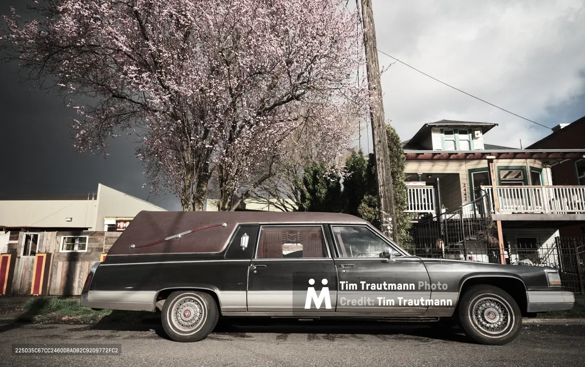 A stately vintage hearse, painted in deep charcoal with burgundy accents, rests along a quiet residential street in Portland's Ladd's Addition neighborhood. Delicate cherry blossoms create a ethereal pink canopy overhead, their petals catching the moody overcast light that filters through dramatic gray clouds. The scene captures the poetic juxtaposition of life and mortality, with the ornate funeral vehicle framed by the ephemeral beauty of spring blooms against weathered craftsman homes and utility poles.