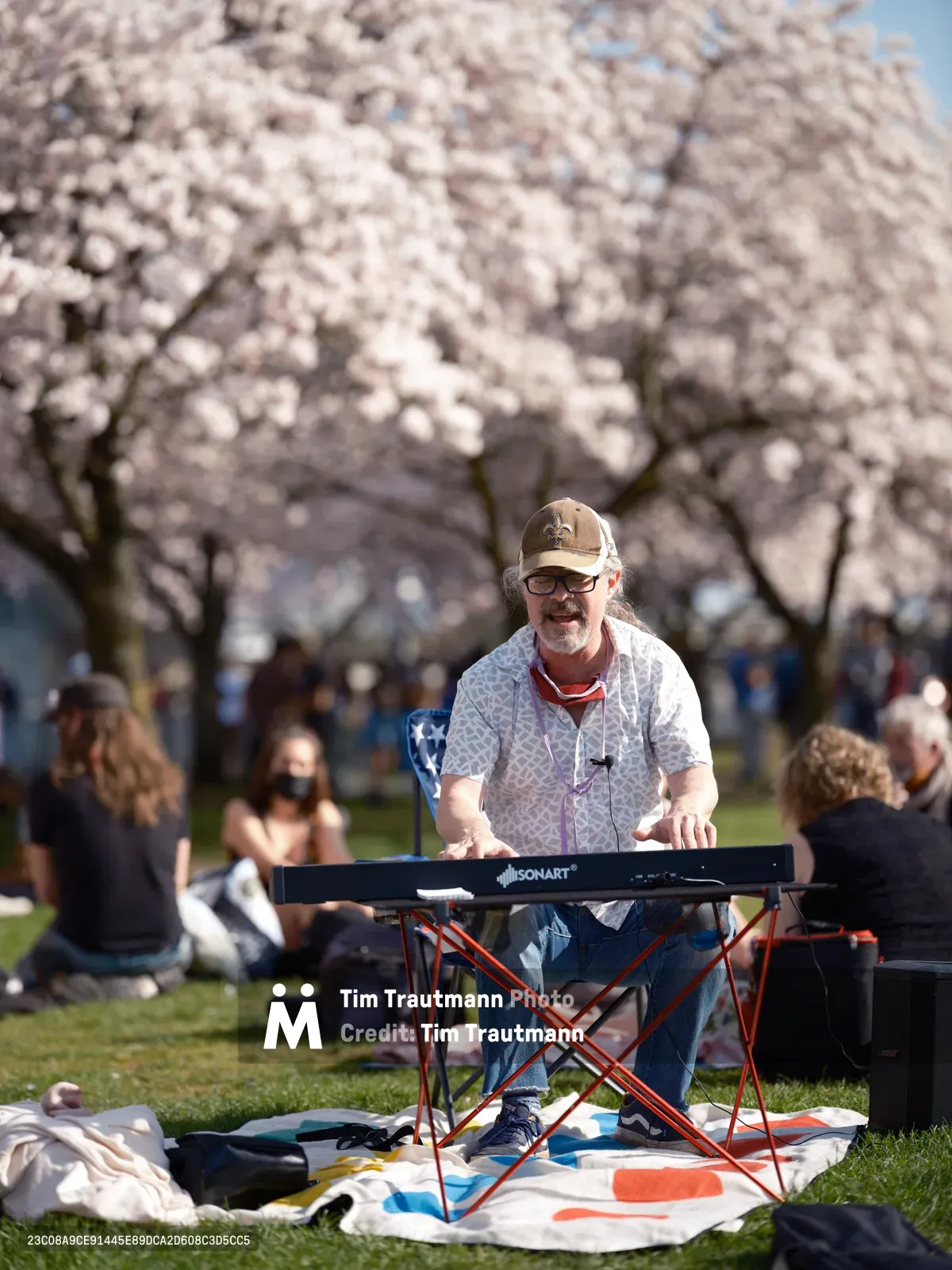 A bearded musician in a baseball cap and patterned shirt plays keyboard on a red portable stand beneath the ethereal canopy of blooming cherry trees at Tom McCall Waterfront Park. The soft pink blossoms create a dreamy backdrop as families and visitors gather on blankets across the sunlit grass, transforming this Portland spring scene into an impromptu outdoor concert. The warm afternoon light filters through the delicate petals while the performer brings music to this quintessential Pacific Northwest celebration of hanami season.