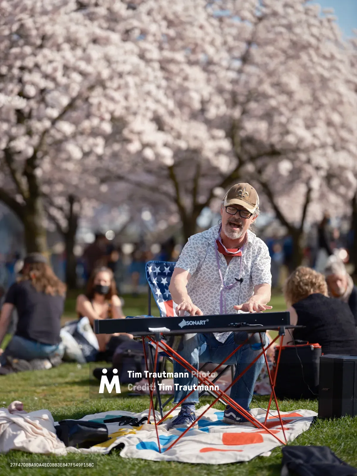 A bearded musician in glasses and baseball cap performs on a portable keyboard beneath the ethereal canopy of blooming cherry trees at Tom McCall Waterfront Park. The soft pink blossoms create a dreamy backdrop as families and visitors gather on blankets across the sunlit grass, creating an intimate outdoor concert atmosphere. The performer sits at his red folding stand, immersed in his music while spring festival-goers enjoy the seasonal spectacle around him.