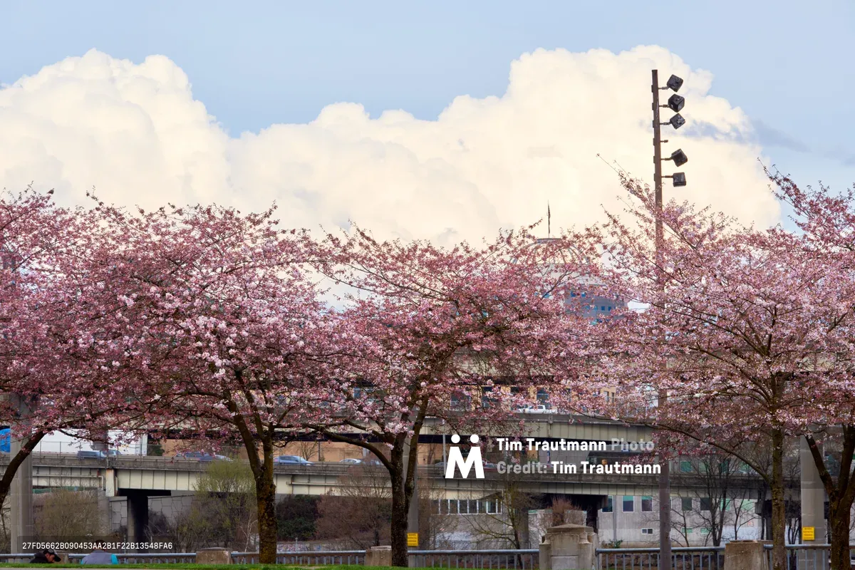 Delicate pink cherry blossoms create a romantic canopy over Tom McCall Waterfront Park in Portland's Old Town district, their soft petals contrasting against the stark concrete infrastructure beyond. The blooming sakura trees frame a view of utilitarian buildings and transmission towers beneath voluminous white clouds in a pale spring sky. This juxtaposition captures the gentle intersection of nature's ephemeral beauty with urban permanence along the Willamette River.