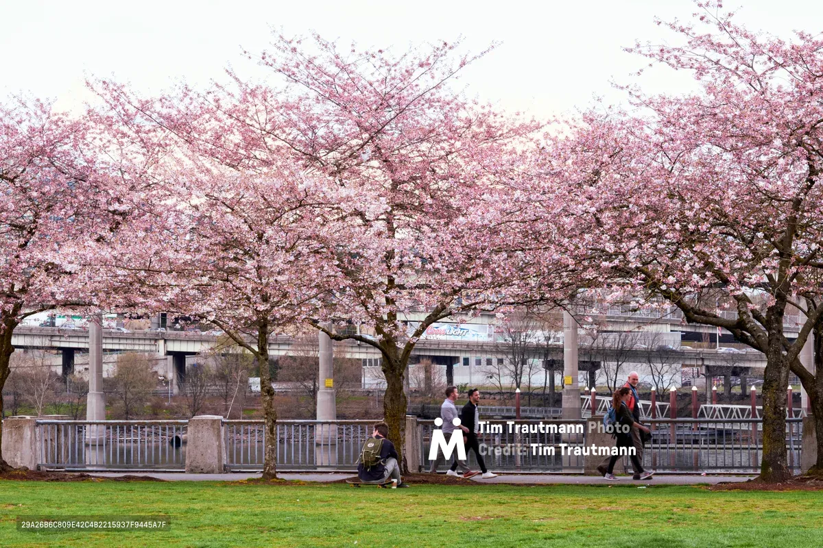 Magnificent cherry trees in full bloom create a rose-tinted canopy over Tom McCall Waterfront Park, their delicate petals forming a dreamy contrast against the industrial backdrop of Portland's infrastructure. Pedestrians and cyclists move leisurely along the paved pathway beneath the flowering branches, while the Willamette River and urban skyline provide a distinctly Pacific Northwest setting. The overcast sky creates soft, diffused lighting that enhances the ethereal quality of the blossoms and gives the scene a contemplative, almost melancholic beauty.