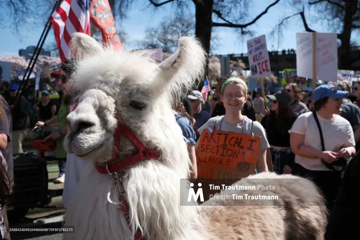 A white llama named Caesar wearing a red halter stands prominently in the foreground of a political demonstration in Portland's Old Town district. Behind the serene animal, protesters hold handmade signs including one reading 'ARTICLE 1 SECTION 9 CLAUSE 8' as bare winter trees frame the scene under bright daylight. The juxtaposition of the calm 'No Drama Llama' against the backdrop of civic activism creates a uniquely American moment of peaceful protest.