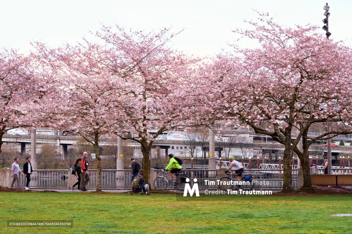 Motion-blurred cyclists streak past in vibrant yellow and white jerseys beneath the ethereal pink canopy of cherry blossoms at Tom McCall Waterfront Park. The delicate sakura branches create a dreamy overhead veil against the overcast Oregon sky, while pedestrians stroll along the concrete pathway and urban infrastructure frames the background. The soft, diffused light captures the fleeting nature of both spring's ephemeral beauty and the cyclists' swift passage through this beloved Portland riverside sanctuary.