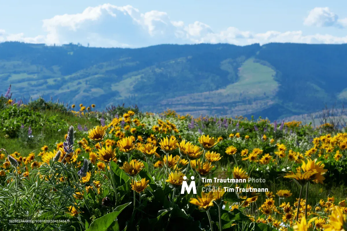 A vibrant meadow of golden wildflowers carpets the Memaloose Plateau in Oregon's Columbia River Gorge, with purple lupine interspersed throughout the native bloom. The foreground bursts with sun-kissed balsamroot and other native species, while the distant Cascade Range creates a layered backdrop of blue-green ridges beneath billowing cumulus clouds. The afternoon light illuminates each petal with warm honey tones, creating a quintessential Pacific Northwest spring scene at Mayer State Park.
