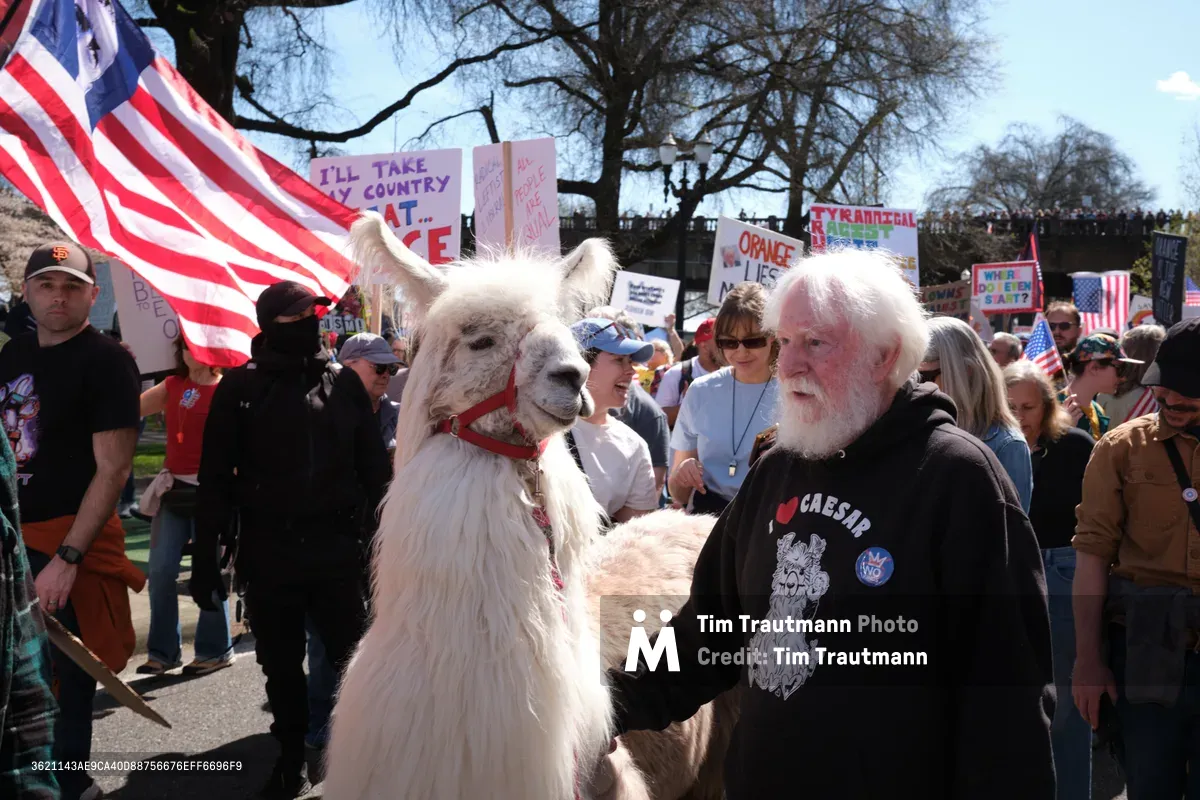 In Portland's historic Skidmore district, Caesar the No Drama Llama stands calmly beside Larry McCool of Mystic Llama Farm amid a spirited March 2026 protest. The white llama, wearing a red halter, draws curious glances from demonstrators carrying anti-monarchy signs and American flags under bare-branched trees. The scene captures an unexpected moment of whimsy against the backdrop of political activism, with the llama's serene presence contrasting sharply with the charged atmosphere of protest signs declaring resistance to tyranny.