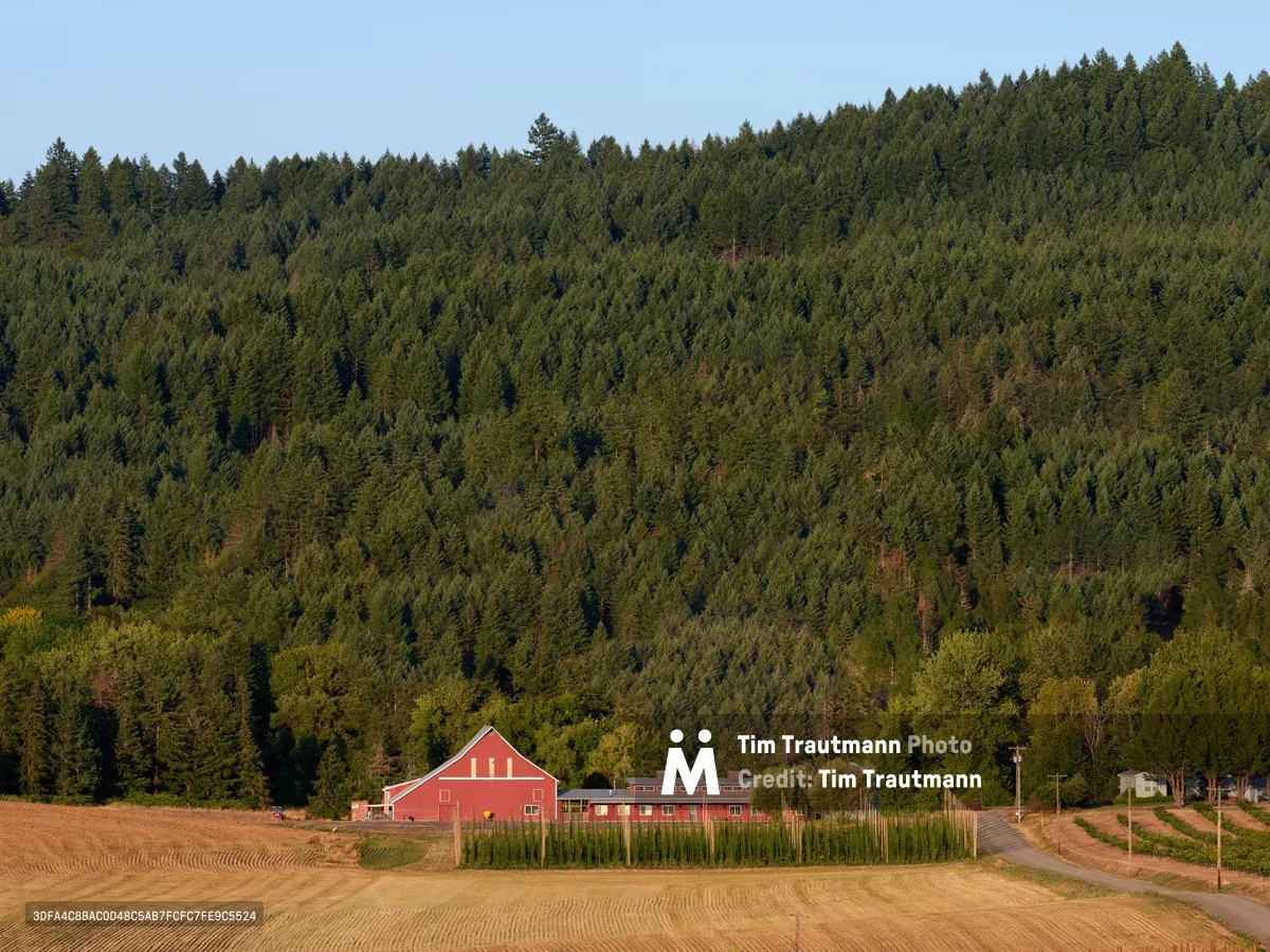 A weathered red barn with white trim stands against Carlton's forested hillsides in Oregon's Yamhill Valley. Golden late-afternoon light bathes the pastoral scene, where freshly tilled fields stretch toward dense coniferous forests that climb the rolling terrain. Hop trellises stand ready for the growing season nearby, while a country road curves past this quintessential agricultural landscape.