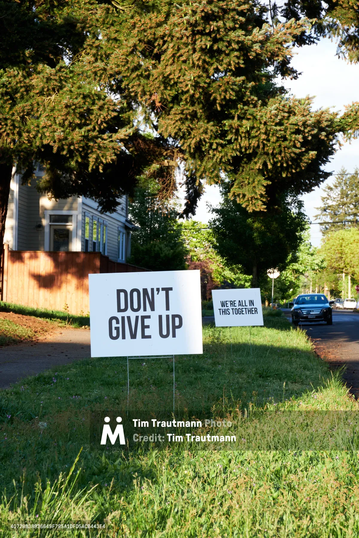 Two white lawn signs bearing messages of encouragement—"DON'T GIVE UP" and "WE'RE ALL IN THIS TOGETHER"—stand sentinel along Northeast Going Street in Portland's Beaumont-Wilshire neighborhood. Golden afternoon light filters through the canopy of mature evergreens, casting dappled shadows across the verdant grass while residential homes and a parked sedan create an intimate tableau of community solidarity during uncertain times.