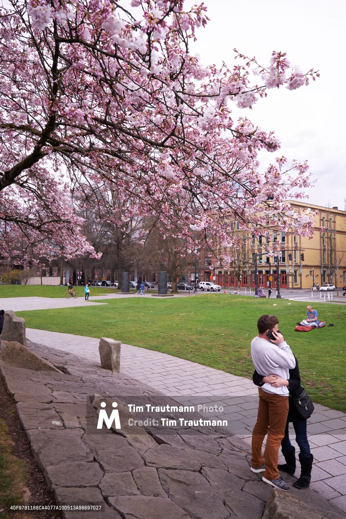 Delicate pink cherry blossoms create a romantic canopy over Tom McCall Waterfront Park in Portland's Old Town district. A couple stands intimately on the weathered brick walkway beneath the flowering branches, while other visitors enjoy the emerald lawn and urban park setting. The soft overcast sky bathes the scene in gentle, diffused light that enhances the pastel blooms against the historic brick buildings of Portland's waterfront.