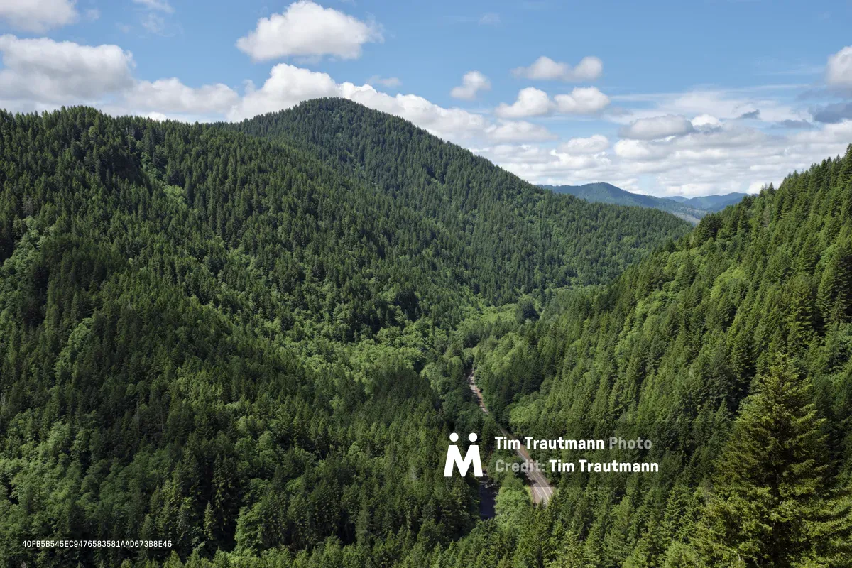 An expansive aerial view from Kings Mountain summit reveals the Northwest Wilson River Highway threading through the dense emerald tapestry of Tillamook State Forest. Billowing cumulus clouds drift across azure skies while ancient conifers blanket rolling ridgelines that stretch toward distant peaks. The narrow ribbon of State Highway 6 appears as civilization's delicate trace through this vast wilderness corridor, where shadows pool in valleys between the forested summits.