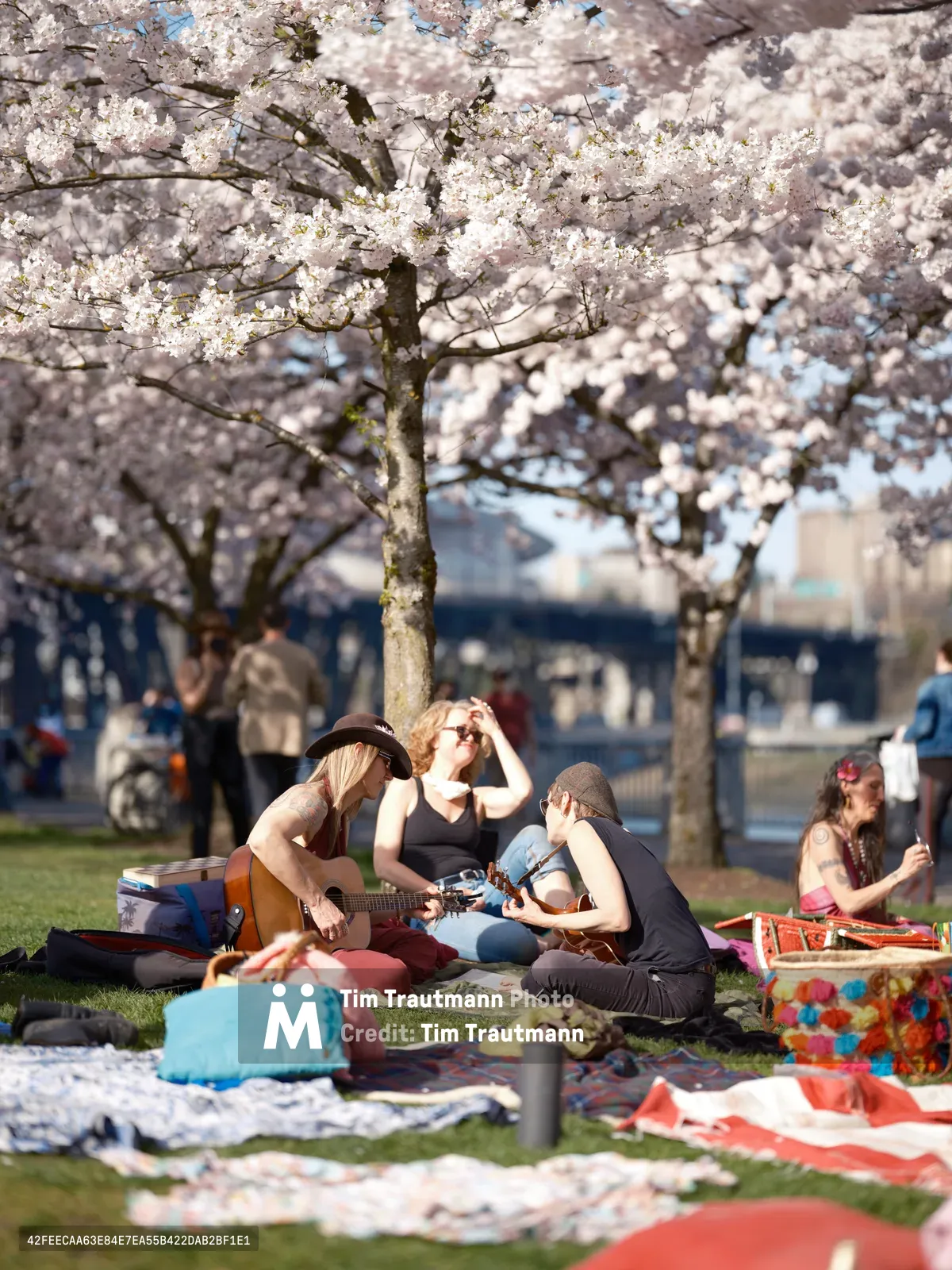 Young friends gather for an impromptu music session on the grass beneath a canopy of pristine white cherry blossoms at Tom McCall Waterfront Park in Portland's Old Town district. The golden afternoon light filters through the delicate sakura petals, illuminating a guitarist in a brown hat and black tank top as companions relax on colorful blankets. The scene captures the ephemeral magic of hanami season, with the urban landscape of downtown Portland softly blurred in the background.