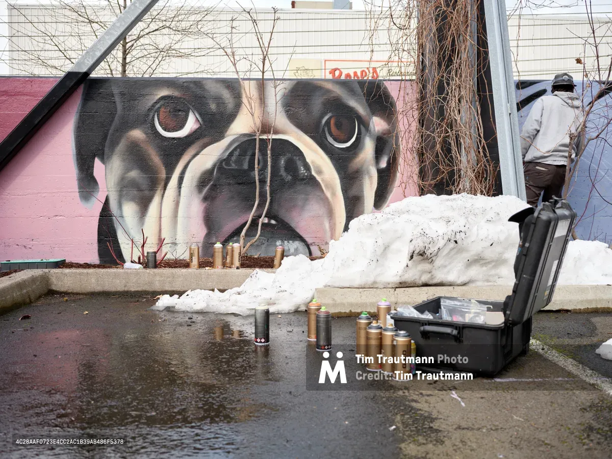 A striking hyperrealistic bulldog mural by artist Wetiko dominates a pink wall in Portland's Hosford-Abernethy neighborhood, its soulful amber eyes gazing outward with gentle intensity. Scattered spray paint cans and an artist's toolkit rest on snow-dusted pavement below the artwork, while bare winter branches frame the scene. The mural's masterful shading and lifelike detail create an emotional connection between viewer and subject, transforming an urban wall into a canvas of compassion.