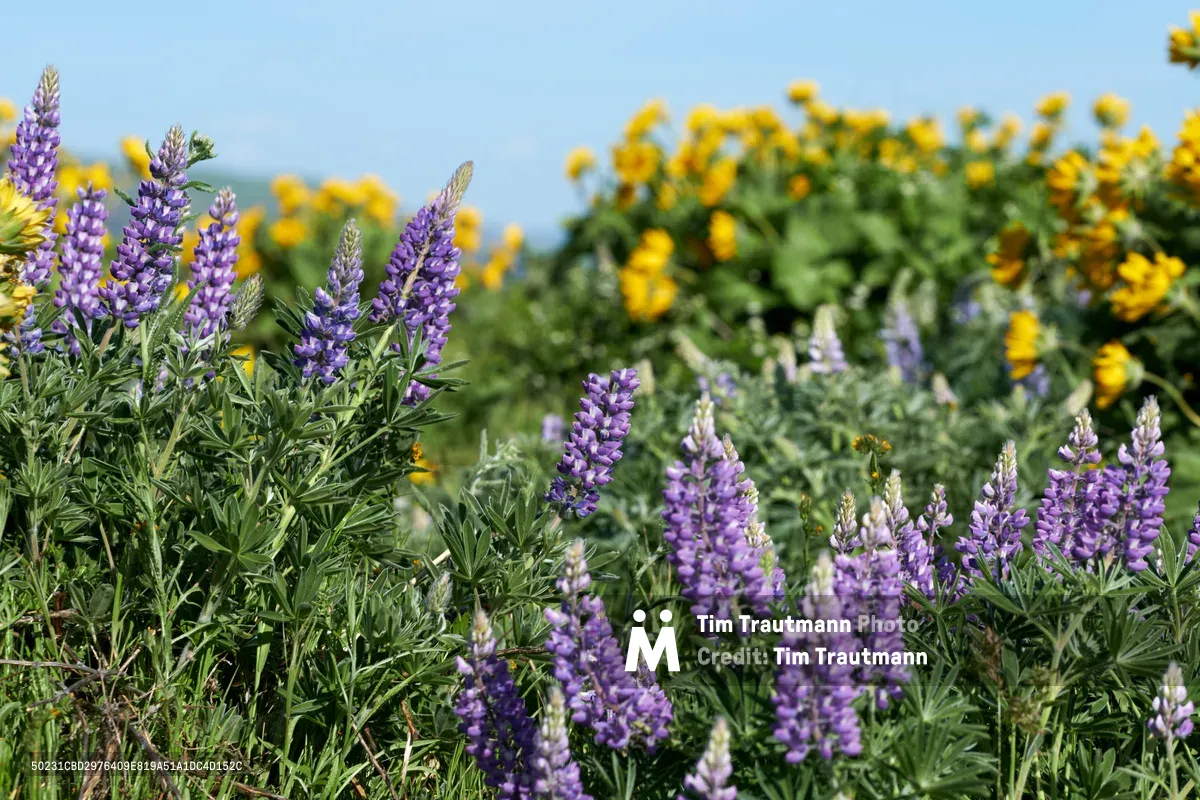Purple lupine spires rise majestically from their silvery-green foliage in the foreground, creating a striking contrast against the soft yellow wildflowers that carpet the Memaloose Plateau in the distance. The clear blue sky frames this high desert meadow scene in the Columbia River Gorge, where native wildflowers create a natural tapestry across the rolling terrain. Sharp focus on the lupine blooms gradually dissolves into a dreamy bokeh of golden blossoms, capturing the essence of Oregon's spring wildflower season.