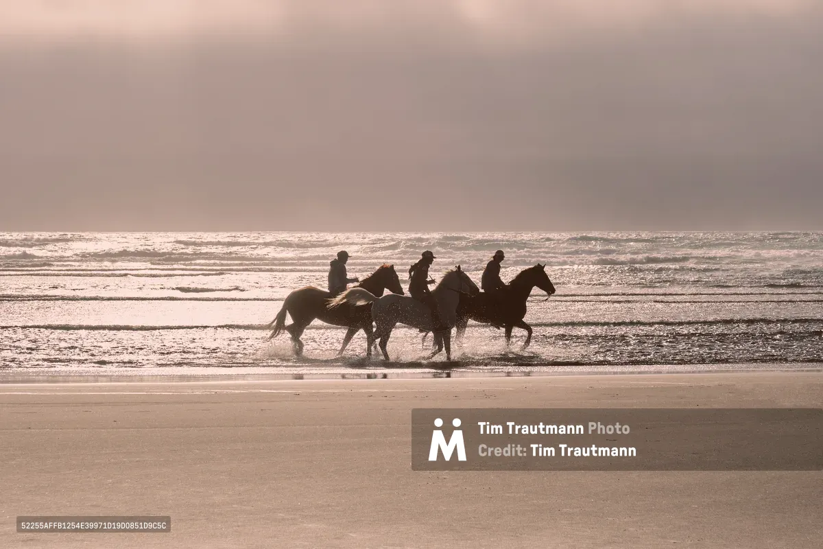 Three equestrians emerge as dark silhouettes against the pewter-toned Pacific, their horses' hooves disturbing the wet sand as waves retreat into foam. The overcast Oregon sky bathes Wheeler's coastline in ethereal rose-gold light, creating a dreamlike atmosphere where rider and mount become one with the endless horizon. Each figure appears suspended in time, their forms etched against the rhythmic surf that has shaped this stretch of Tillamook County's rugged shore for millennia.
