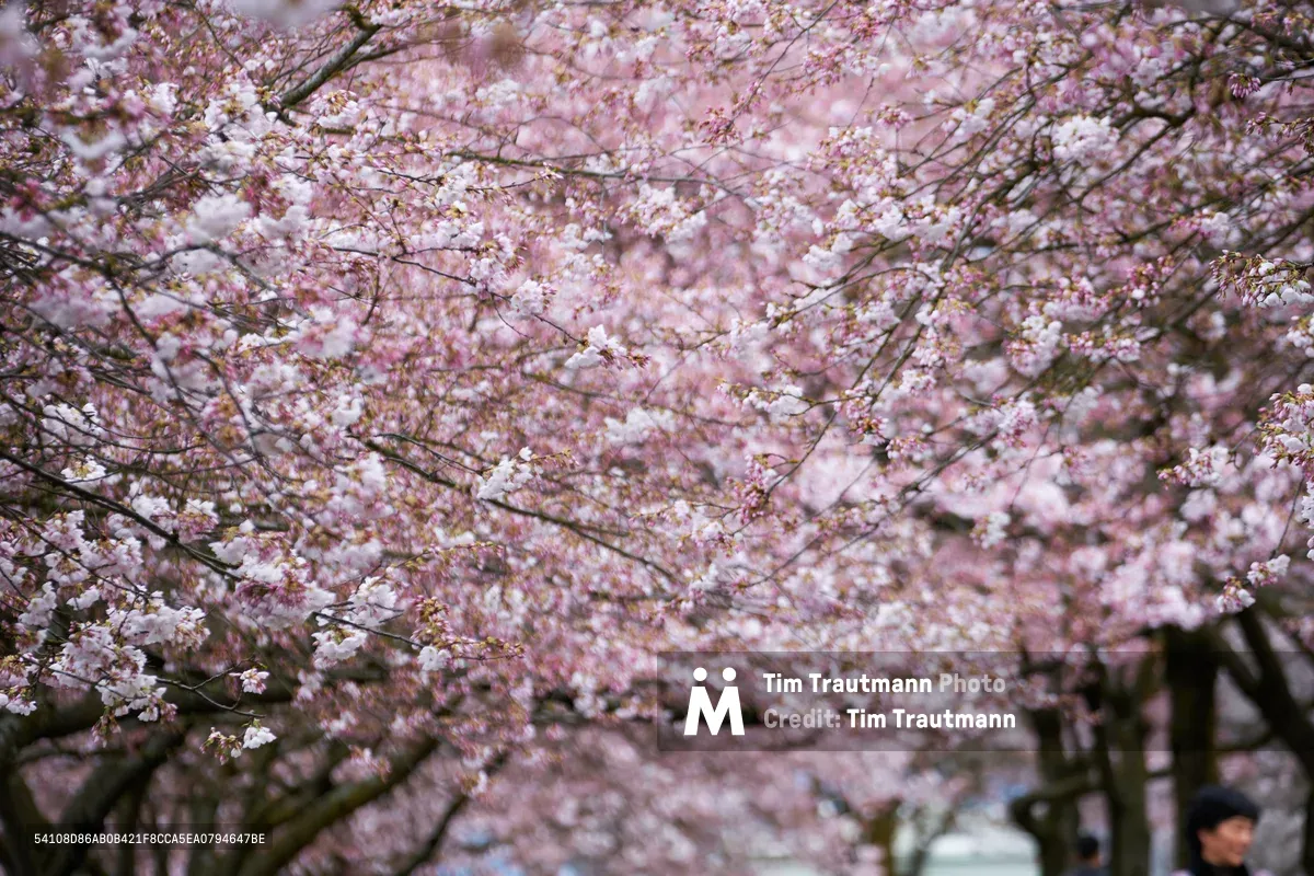 A dreamy canopy of pale pink cherry blossoms creates an ethereal tunnel along the Willamette Greenway Trail at Tom McCall Waterfront Park in Portland's Old Town district. The delicate sakura petals blur into soft, romantic layers that filter diffused daylight through their branches. Dark trunk silhouettes contrast against the gossamer blooms, while the shallow depth of field transforms the scene into an impressionistic celebration of spring's ephemeral beauty. A solitary figure moves through this floral sanctuary, dwarfed by the magnificent display overhead.