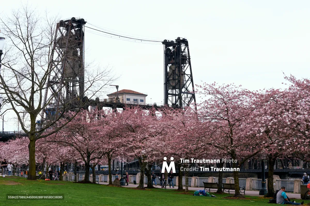 A canopy of pale pink cherry blossoms creates an ethereal foreground to Portland's iconic Steel Bridge, its weathered steel towers rising against an overcast sky. The delicate spring blooms along Tom McCall Waterfront Park form a striking contrast to the industrial architecture, while visitors stroll beneath the flowering trees on the emerald green lawn. The moody Pacific Northwest light softens both the blossoms and the bridge's geometric lines, capturing the quintessential juxtaposition of nature and industry that defines Portland's riverfront.