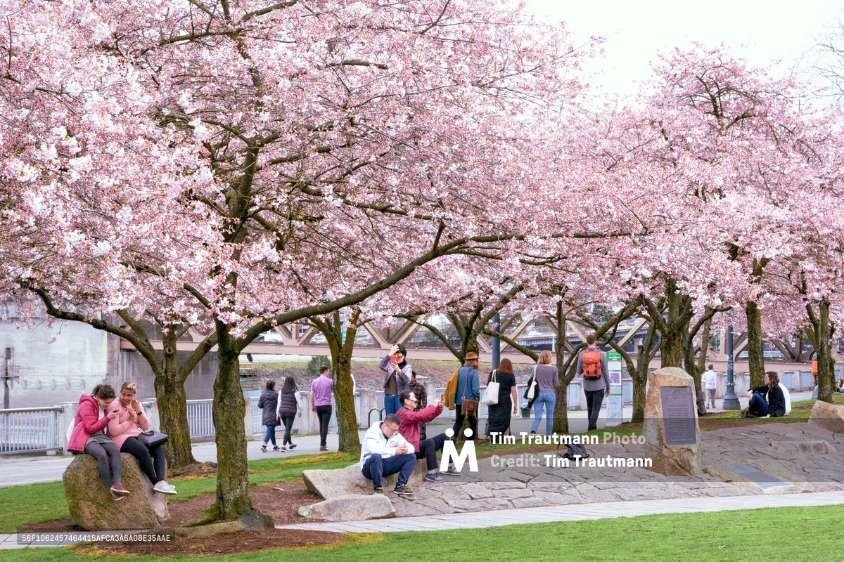 A luminous grove of cherry blossoms creates a pink ceiling over Tom McCall Waterfront Park, where visitors gather in quiet contemplation and casual conversation. The delicate sakura petals filter soft daylight onto stone pathways and emerald grass, while people of all ages find respite beneath the flowering branches. The urban waterfront setting provides a serene contrast to Portland's cityscape, with the Willamette River visible beyond the blooming canopy.