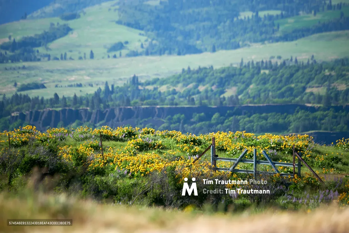 Brilliant yellow gorse flowers cascade across weathered wooden fencing at Memaloose Plateau, their vibrant blooms creating a striking foreground against the layered blues and greens of the Columbia River Gorge. The pastoral scene unfolds beneath rolling hills dotted with evergreen forests, where spring wildflowers paint the landscape in bold strokes of gold. Soft atmospheric perspective draws the eye through multiple ridgelines toward distant peaks, capturing the essence of Oregon's diverse topography in perfect seasonal display.