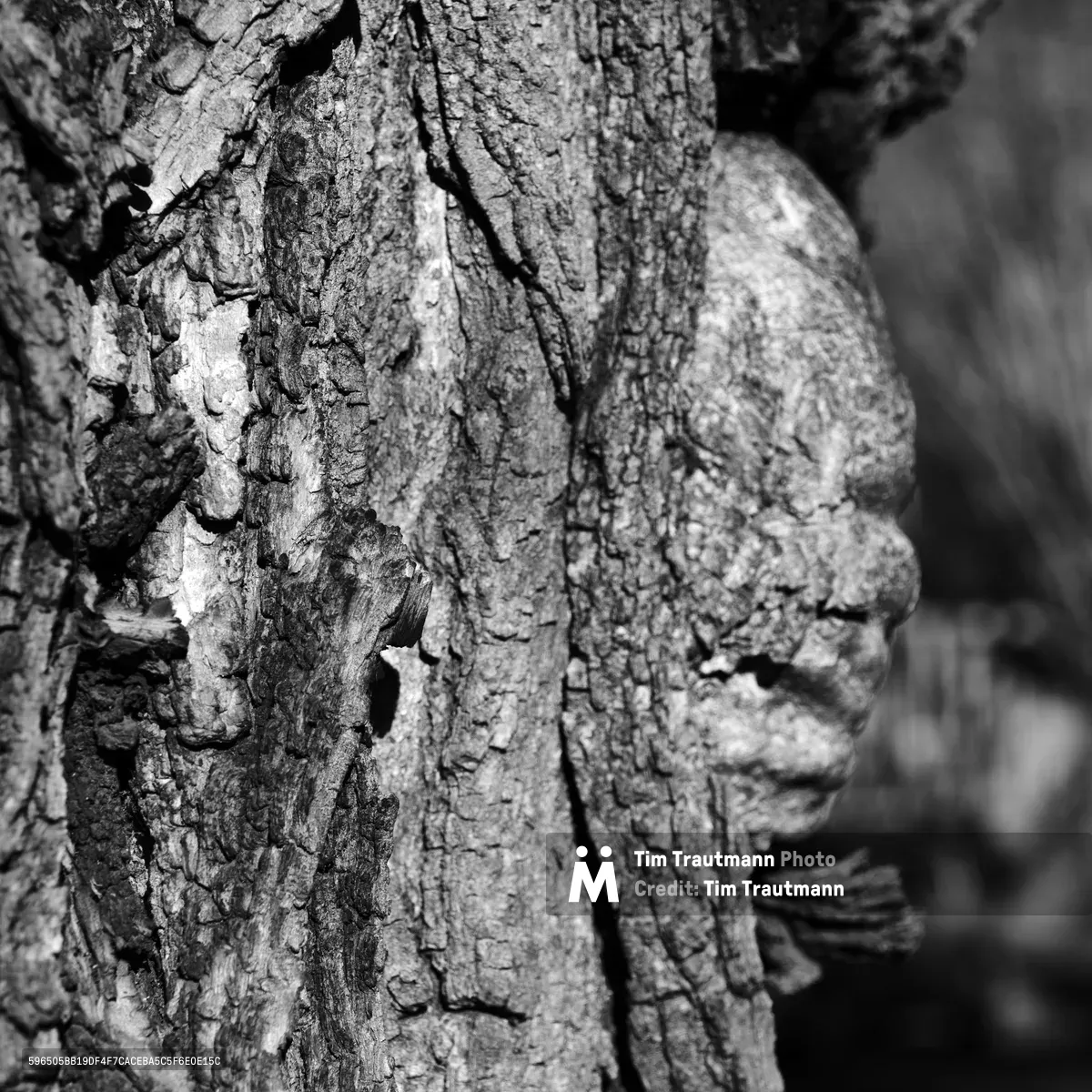 A monochromatic close-up reveals the intricate topography of weathered tree bark in Portland's historic Irvington neighborhood, where natural patterns create the illusion of a human face through pareidolia. Deep furrows and ridges form eyes, nose, and mouth-like features in this landscape of natural texture, with peeling fragments and moss-darkened crevices telling stories of seasons past. The shallow depth of field softly blurs the background, drawing focus to the tactile surface that speaks to both the Pacific Northwest's humid climate and the human tendency to perceive familiar forms in nature.