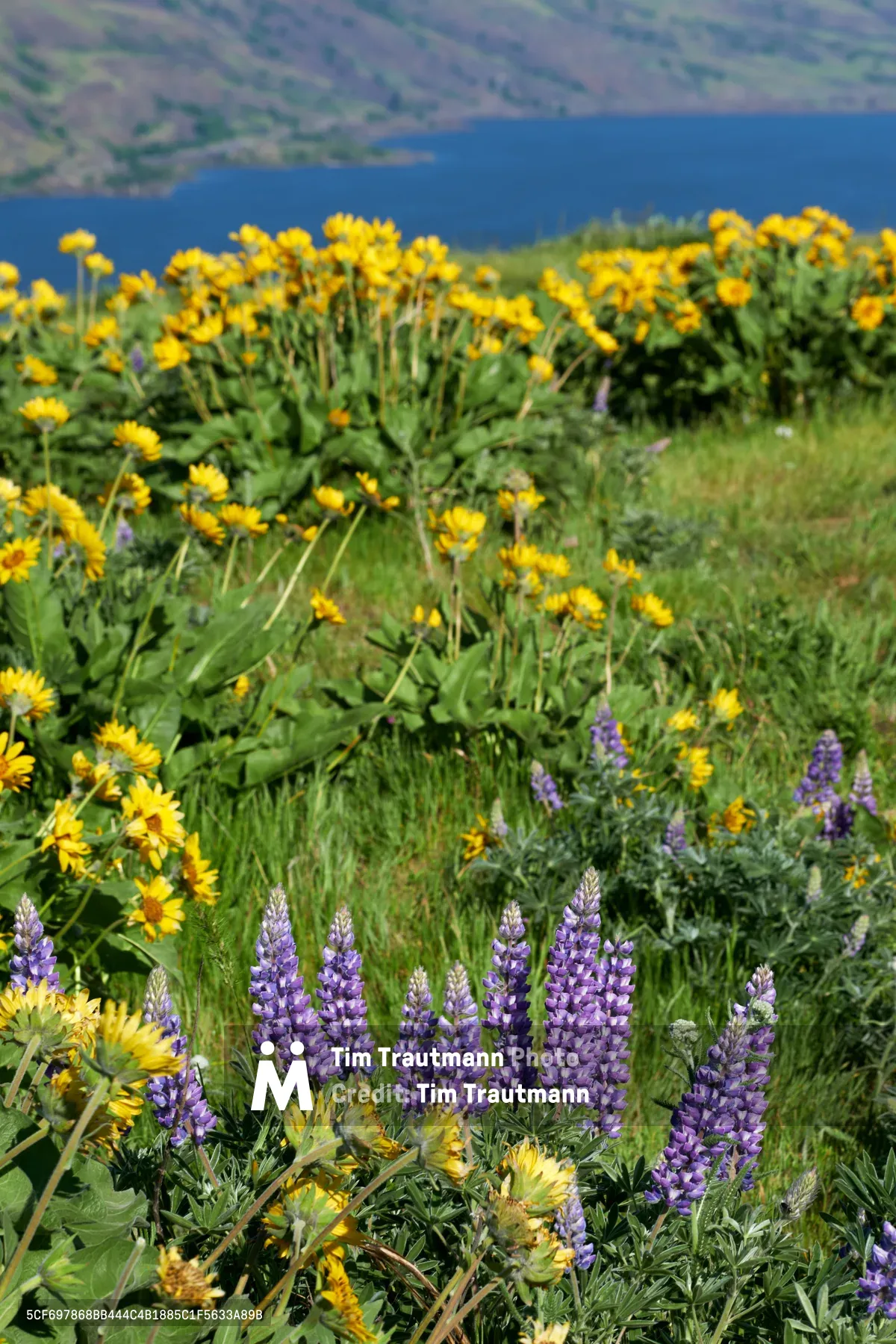 A vibrant tapestry of native wildflowers cascades down the windswept slopes of Memaloose Plateau in Oregon's Columbia River Gorge. Purple lupine spires rise like cathedral candles from the foreground, while golden arnica and balsamroot blanket the rolling hillside in brilliant yellow. The deep blue waters of the Columbia River stretch beyond, framed by the hazy ridgelines of the Washington shore. This enchanting display captures the ephemeral magic of spring's wildflower season in one of the Pacific Northwest's most spectacular natural amphitheaters.