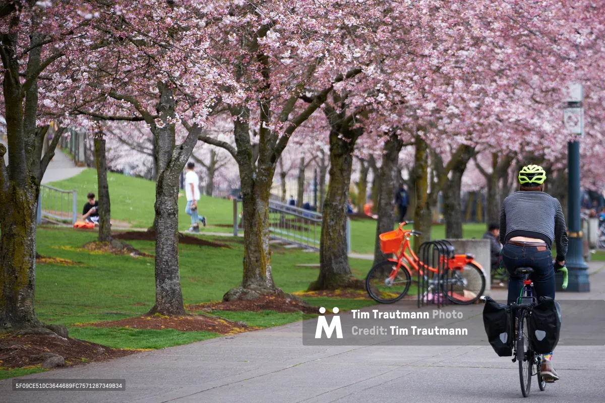 A cyclist in a yellow helmet pedals along the Willamette Greenway Trail beneath a magnificent canopy of pink cherry blossoms at Tom McCall Waterfront Park. The scene captures the ephemeral beauty of Portland's spring awakening, with delicate petals creating a natural tunnel over the pathway while park visitors relax on the emerald grass beyond. The soft overcast light enhances the dreamy pink palette of the blooms, creating an atmospheric corridor that frames the urban cyclist's journey through this seasonal spectacle.
