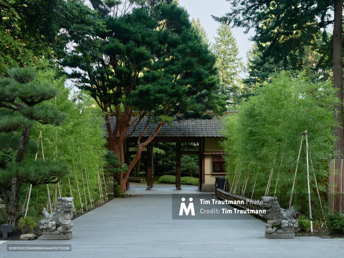 Stone guardian lions flank a pristine concrete walkway leading toward the traditional entrance gate of Portland's renowned Japanese Garden in Arlington Heights. The ceremonial path, bordered by delicate bamboo fencing and lush emerald foliage, draws the eye through a tunnel of verdant canopy toward the classic tile-roofed gatehouse. Filtered afternoon light creates a serene atmosphere of contemplation and cultural reverence in this meticulously curated landscape.