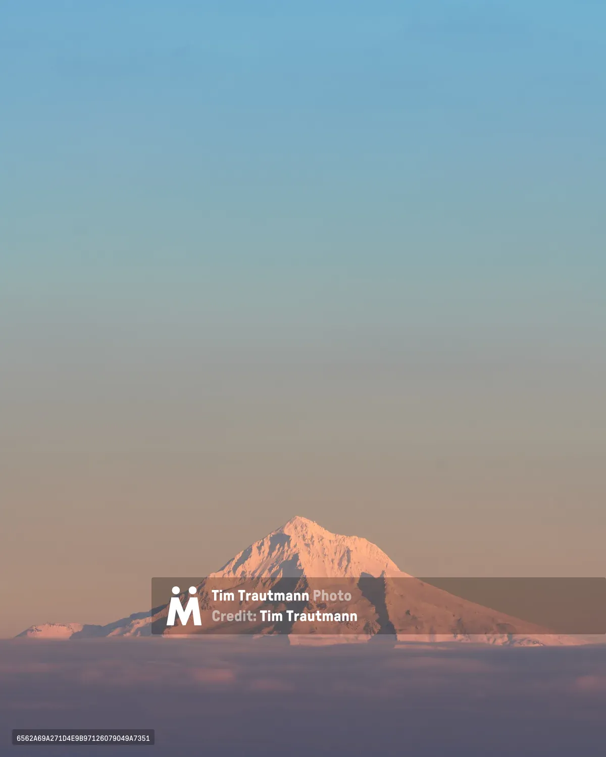 Mount Hood's snow-covered peak glows with warm alpenglow light against a serene gradient sky transitioning from blue to rose. Photographed from Council Crest in Portland's Southwest Hills, the volcanic mountain appears to float above the darkened foothills in the distance. The golden hour lighting creates a striking contrast between the illuminated summit and the purple-tinted shadows below, capturing the iconic Oregon Cascade peak in its most ethereal moment.
