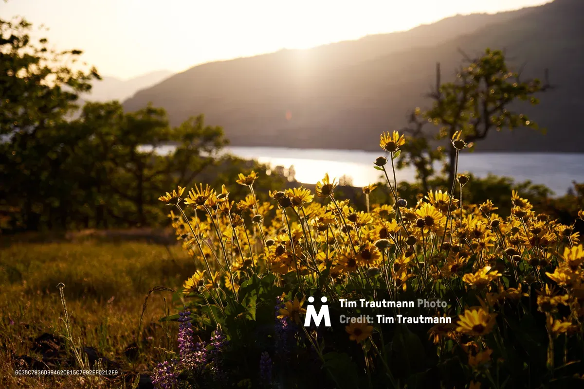Delicate yellow wildflowers bask in the warm, honeyed light of golden hour at Memaloose Plateau in the Columbia River Gorge. The foreground blooms create intimate detail against the sweeping vista of the Columbia River and distant mountains, while purple lupine adds complementary color depth. Soft backlighting transforms each petal into translucent amber, creating an ethereal mood as the sun sets behind the Oregon landscape.