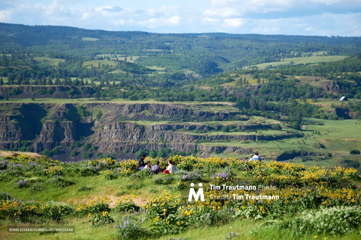 A small group gathers for a peaceful picnic among vibrant yellow gorse and purple lupine blooms on the Memaloose Plateau in Oregon's Columbia River Gorge. The intimate scene unfolds on emerald grassland high above the dramatic basalt terraces carved by ancient floods, where forested hills stretch toward a soft blue sky dotted with white clouds. Mayer State Park's elevated vantage point transforms an ordinary outdoor meal into a contemplative moment suspended between wildflower meadows and geological grandeur.