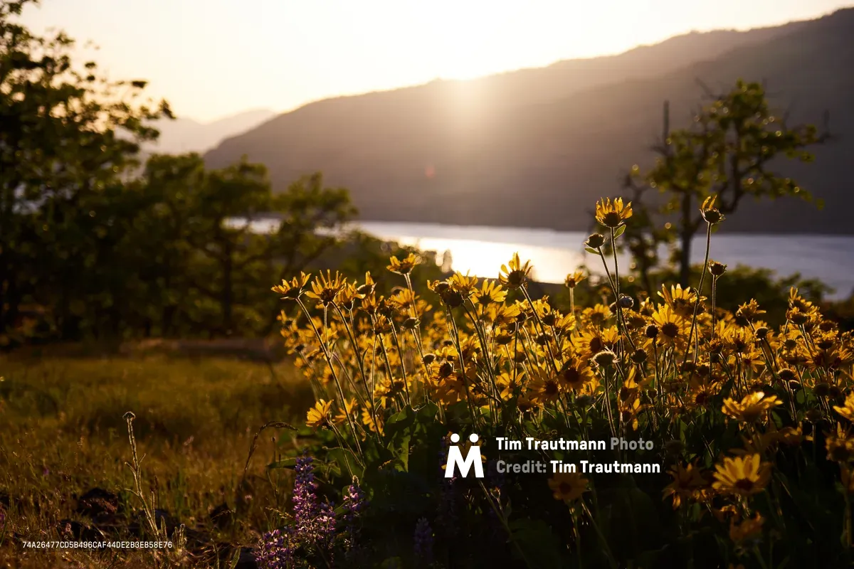 Wild sunflowers and purple lupine bask in the honeyed light of golden hour at Memaloose Plateau in Oregon's Columbia River Gorge. The delicate blooms catch the warm backlighting as the sun dips behind the layered ridgelines, creating a luminous foreground against the silvered waters of the Columbia River. The composition captures the untamed beauty of the gorge's native wildflower meadows, where clusters of yellow petals reach skyward through the prairie grass.