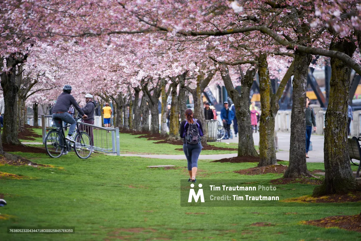 A tunnel of flowering cherry trees creates a pink canopy over pedestrians and cyclists enjoying spring at Tom McCall Waterfront Park along Portland's Willamette River. Visitors stroll beneath the delicate blossoms while others pause with bicycles, capturing the ephemeral beauty of the season. The emerald grass contrasts with the soft pink petals, creating an urban oasis where nature and city life harmoniously converge.