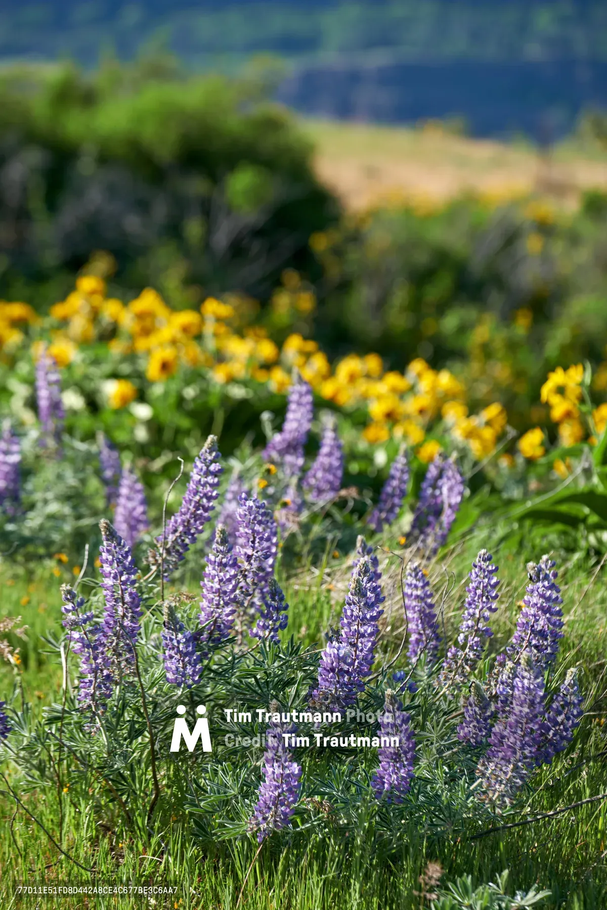 Vibrant purple lupine spikes dominate the foreground of this wildflower meadow at Memaloose Plateau in Oregon's Columbia River Gorge. The sharply focused lupines create dramatic vertical lines against a soft-focus backdrop of golden sunflowers and rolling hills. Natural daylight illuminates the native wildflowers in their peak bloom, showcasing the diverse botanical tapestry of Mayer State Park's high desert ecosystem.