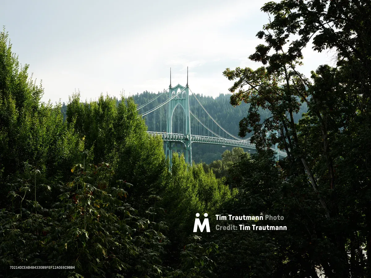 The iconic Saint Johns Bridge emerges like a Gothic cathedral through dense Pacific Northwest foliage, its distinctive twin spires and suspension cables cutting through layers of verdant trees. Morning light filters through the overcast sky, casting the steel structure in muted tones while shadows play across the wild undergrowth of Cathedral Park. The composition frames Portland's architectural landmark as a distant beacon, viewed from the forested riverbank where blackberry vines and native vegetation create a natural foreground tapestry.
