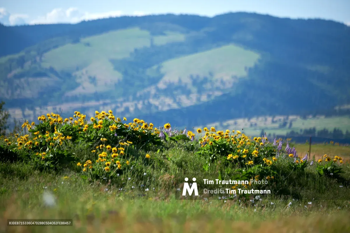 Golden balsamroot blooms and purple lupines carpet a hillside meadow on Oregon's Memaloose Plateau, their vibrant colors creating a striking foreground against the misty, layered ridges of the Columbia River Gorge. The soft atmospheric perspective draws the eye from the detailed wildflower tapestry in the immediate foreground to the ethereal blue-green mountains dissolving into the pale sky. Morning light bathes the scene in gentle warmth, highlighting the textural contrast between the crisp wildflower details and the dreamy, out-of-focus mountain backdrop.
