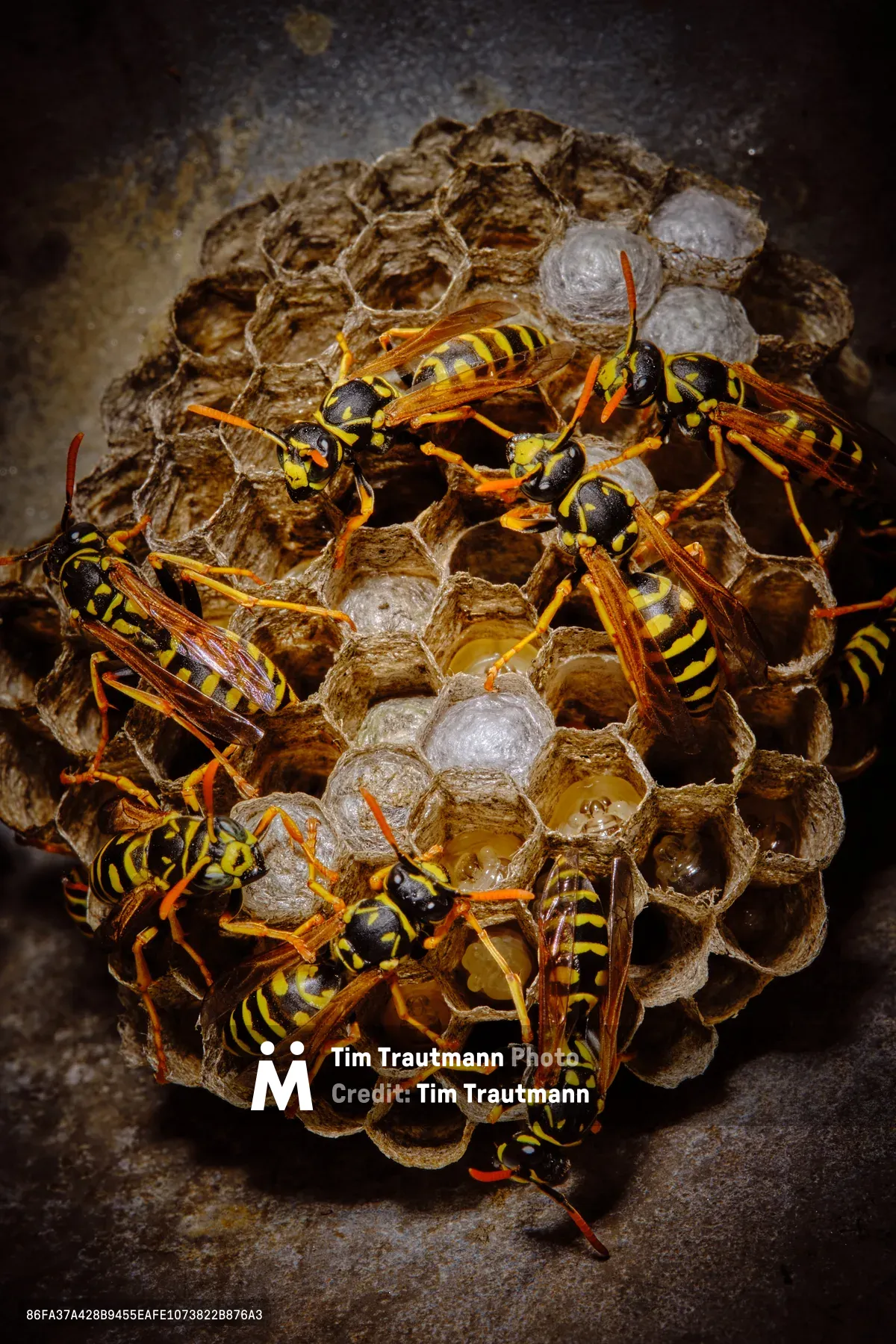 A striking macro photograph captures a bustling paper wasp colony attending to their intricate hexagonal nest in Portland's Irvington neighborhood. The amber-bodied wasps with distinctive black and yellow striping move purposefully across the papery gray comb structure, some cells sealed with pristine white caps while others reveal golden larvae within. The dramatic lighting against a deep shadow background creates an almost theatrical quality, highlighting the geometric precision of nature's architecture and the industrious activity of these social insects.