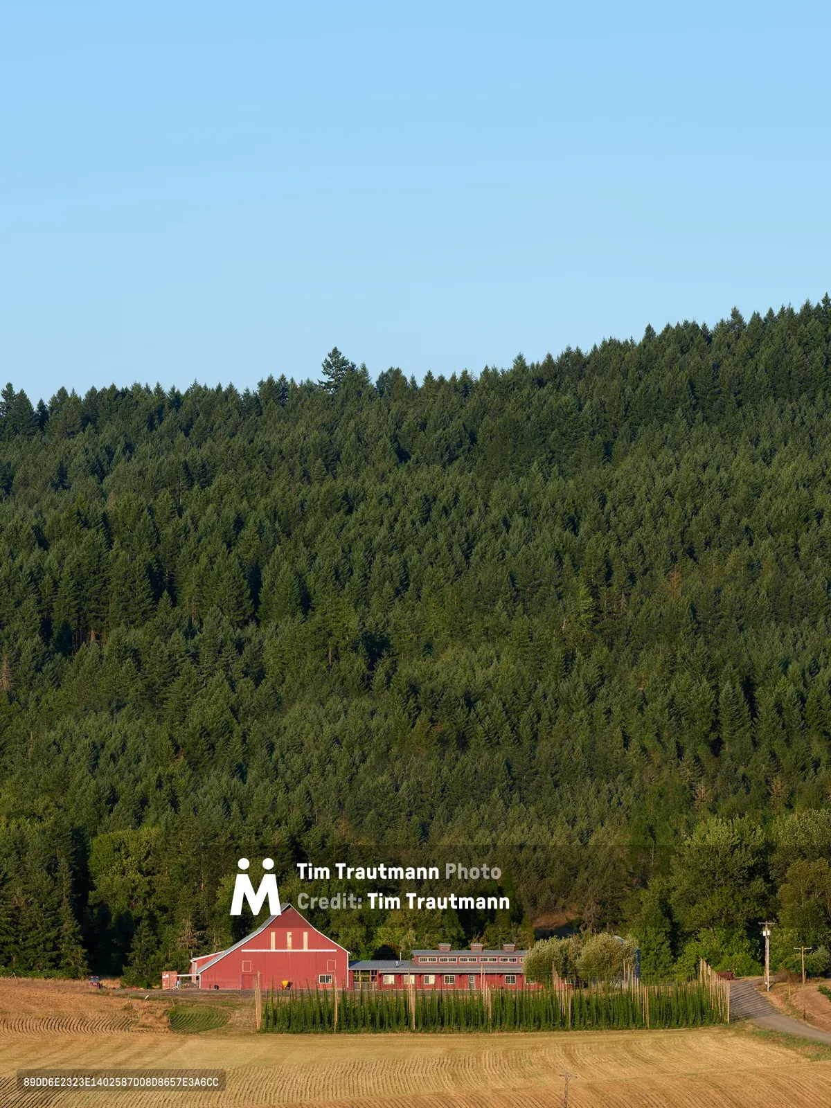A quintessential red barn with white trim sits peacefully in the Yamhill Valley in Carlton, Oregon. The agricultural complex, complete with hop trellises and cultivated fields, rests against a dramatic backdrop of densely forested hillsides cloaked in emerald conifers. Golden afternoon light illuminates the pastoral scene, creating a striking contrast between the vibrant barn structures and the deep forest canopy that rises toward a crystalline blue sky.