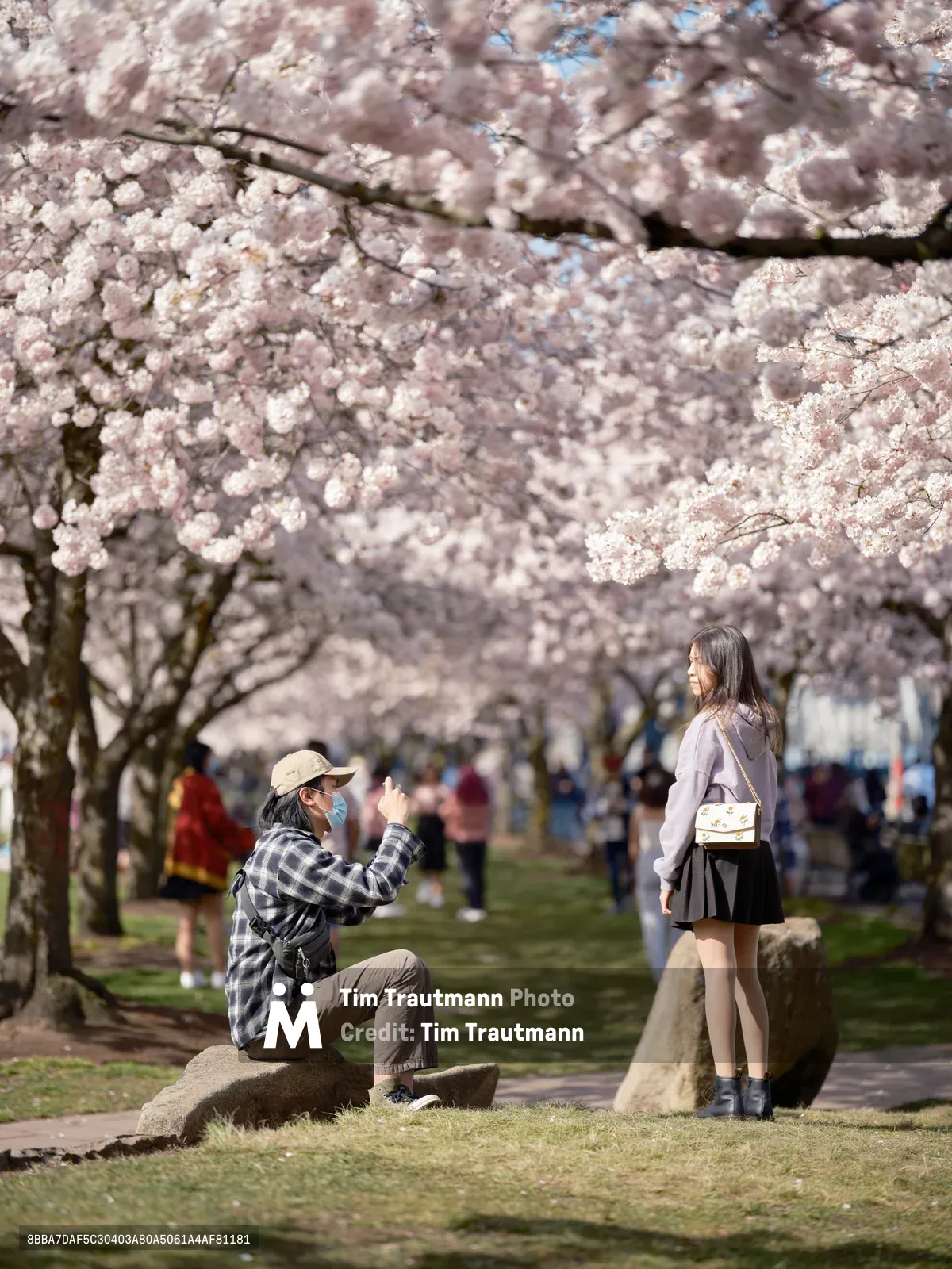 A photographer in a plaid shirt and baseball cap kneels on stone steps, capturing a portrait of a young woman posed beneath the cascading cherry blossoms of Tom McCall Waterfront Park. The woman, dressed in a light sweater and dark skirt with a crossbody bag, stands gracefully against the ethereal backdrop of pale pink sakura blooms that arch overhead like nature's cathedral. Soft spring light filters through the delicate petals while other visitors stroll the pathways in the blurred distance, creating an intimate moment within Portland's beloved seasonal spectacle.