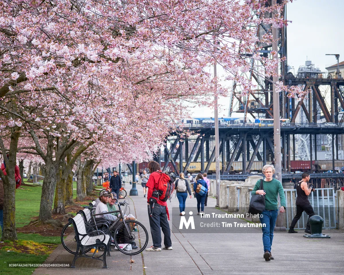 Cascades of pale pink cherry blossoms create a delicate canopy over the Tom McCall Waterfront Park promenade, where visitors stroll beneath the flowering branches on an overcast spring day. The industrial Steel Bridge spans the Willamette River in the background, its dark metal framework contrasting with the soft blooms in the foreground. Pedestrians and cyclists enjoy the riverside pathway, some pausing on benches to take in the seasonal spectacle that transforms Portland's urban waterfront into a fleeting pink wonderland.